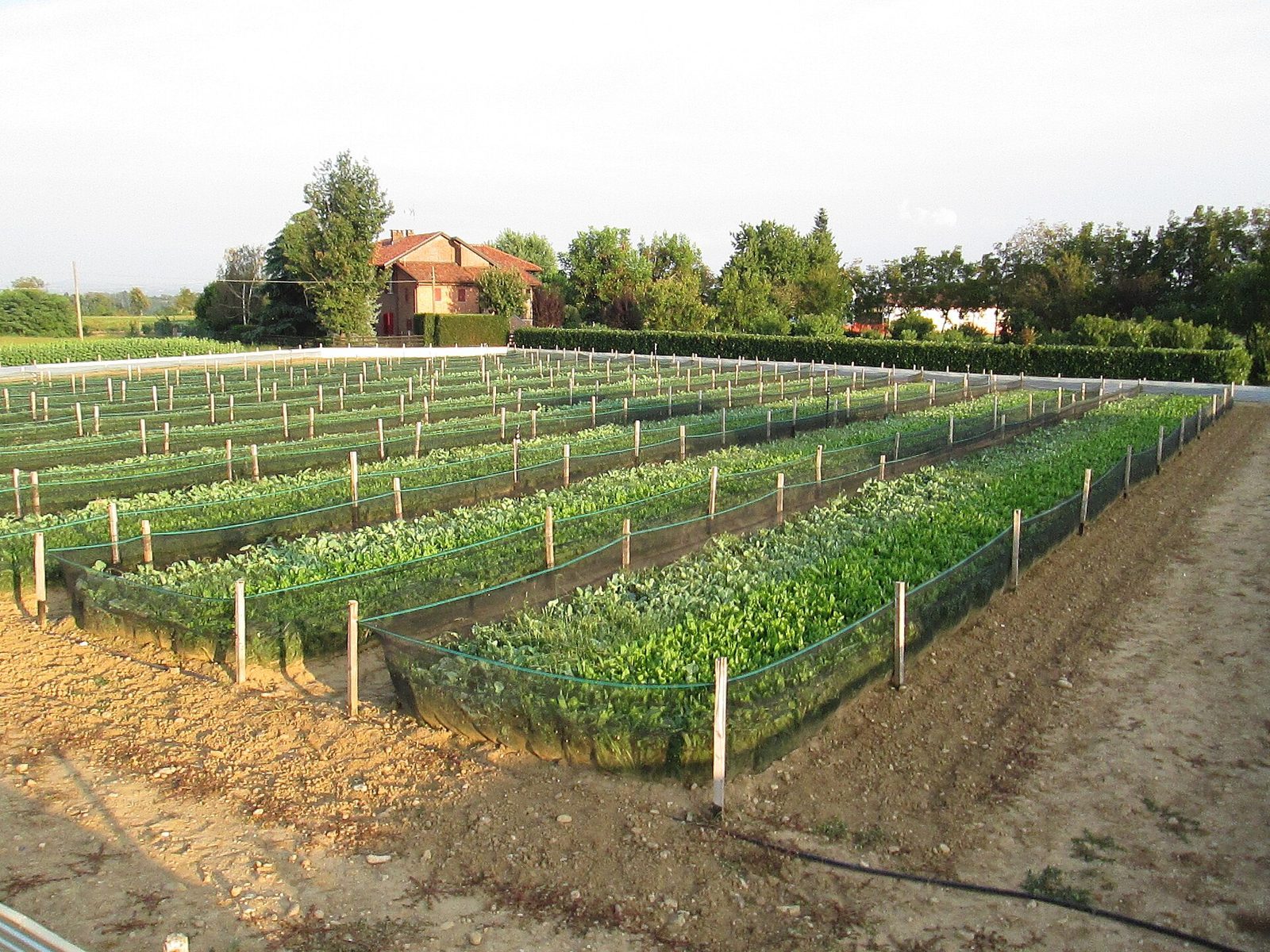 Allevamento di lumache all'aperto