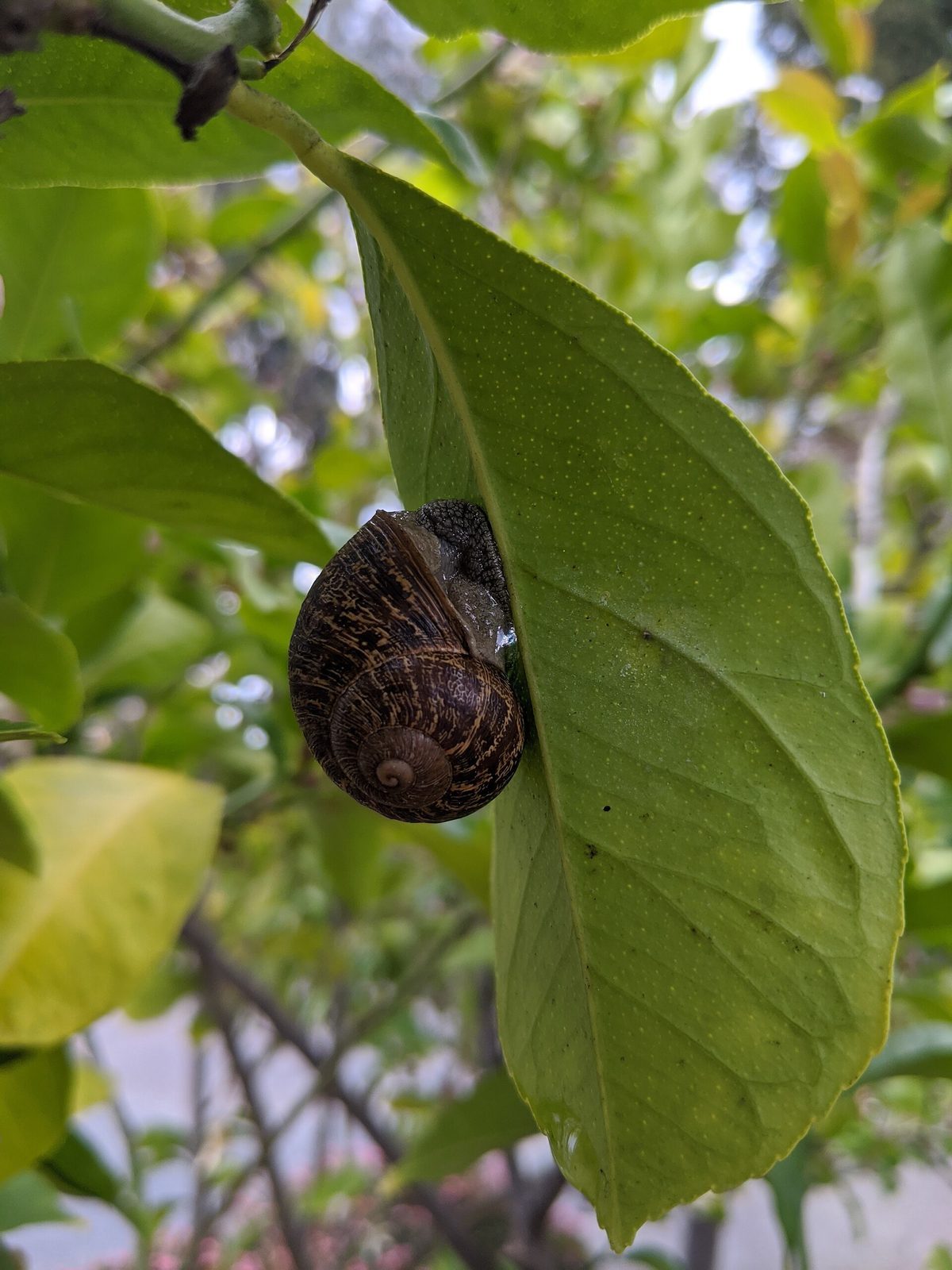 Lumache vive della specie Aspersa Maxima